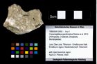 Foto (Objekt + Etikett) von Cracensigillatus gracilirostrus (Robins et al., 2013)  (NHMW-GEO-1990-0041-2493)